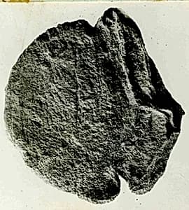 Coin by Unknown Artist