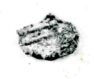 Coin by Unknown Artist