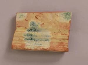 Fragment by Unknown Artist