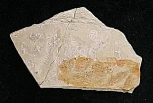 Fragment by Unknown Artist
