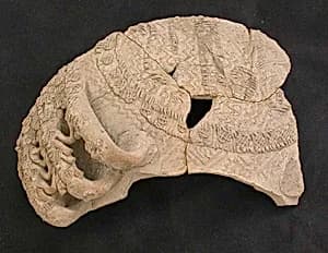 Fragment of a Jar by Unknown Artist