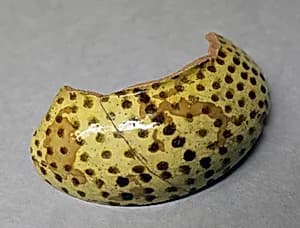 Fragment of a Jar by Unknown Artist