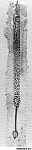Fragment of a Tunic by Unknown Artist