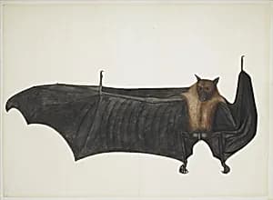 Great Indian Fruit Bat by Bhawani Das