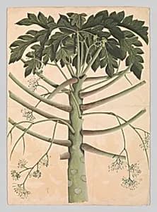 Male Papaya Tree by Unknown Artist