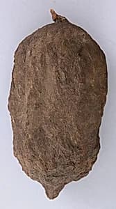 Petrified Lemon by Unknown Artist
