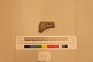 Stucco Fragment by Unknown Artist