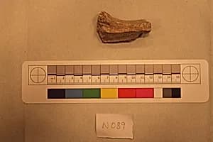 Stucco Fragment by Unknown Artist