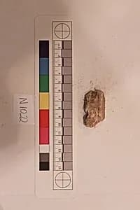 Stucco Fragment by Unknown Artist