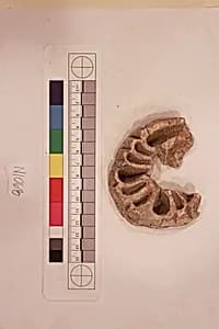 Stucco Fragment by Unknown Artist
