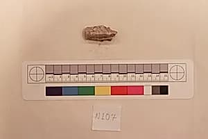 Stucco Fragment by Unknown Artist