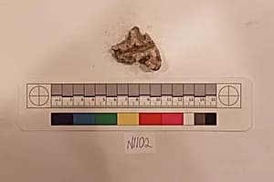 Stucco Fragment by Unknown Artist