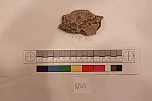 Stucco Fragment by Unknown Artist