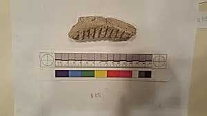 Stucco Fragment by Unknown Artist