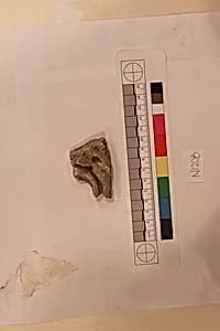 Stucco Fragment by Unknown Artist