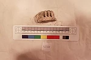 Stucco Fragment by Unknown Artist
