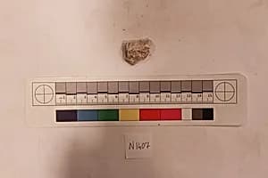 Stucco Fragment by Unknown Artist