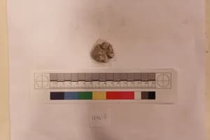 Stucco Fragment by Unknown Artist