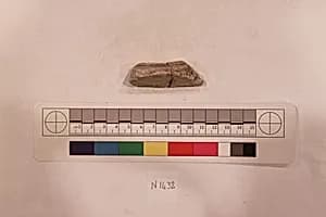Stucco Fragment by Unknown Artist