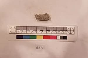 Stucco Fragment by Unknown Artist