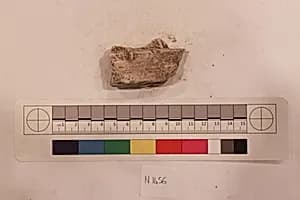 Stucco Fragment by Unknown Artist