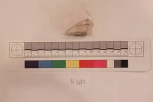 Stucco Fragment by Unknown Artist