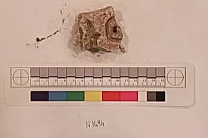 Stucco Fragment by Unknown Artist