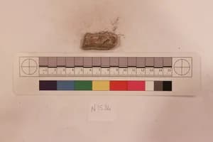 Stucco Fragment by Unknown Artist