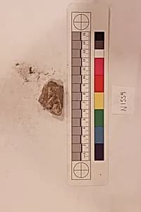 Stucco Fragment by Unknown Artist