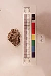 Stucco Fragment by Unknown Artist
