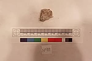 Stucco Fragment by Unknown Artist