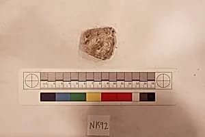 Stucco Fragment by Unknown Artist
