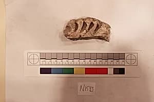 Stucco Fragment by Unknown Artist