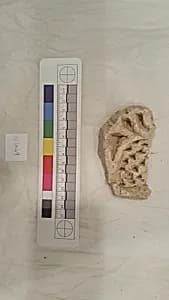 Stucco Fragment by Unknown Artist