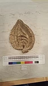 Stucco Fragment by Unknown Artist