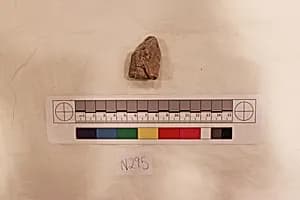 Stucco Fragment by Unknown Artist