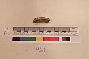 Stucco Fragment by Unknown Artist
