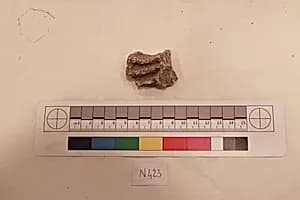 Stucco Fragment by Unknown Artist