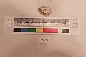 Stucco Fragment by Unknown Artist
