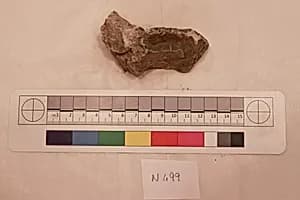 Stucco Fragment by Unknown Artist