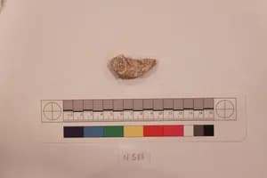 Stucco Fragment by Unknown Artist