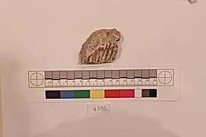 Stucco Fragment by Unknown Artist