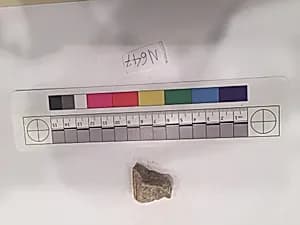 Stucco Fragment by Unknown Artist