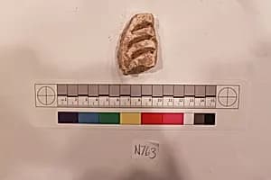 Stucco Fragment by Unknown Artist