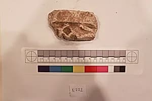 Stucco Fragment by Unknown Artist