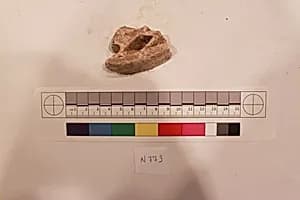 Stucco Fragment by Unknown Artist