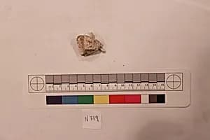 Stucco Fragment by Unknown Artist