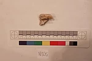 Stucco Fragment by Unknown Artist
