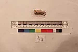 Stucco Fragment by Unknown Artist