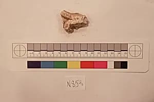 Stucco Fragment by Unknown Artist